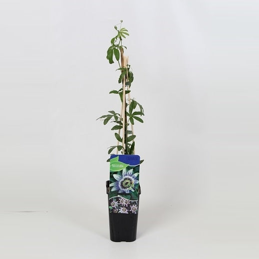 Passiflora caerulea 60cm 14cm Pot