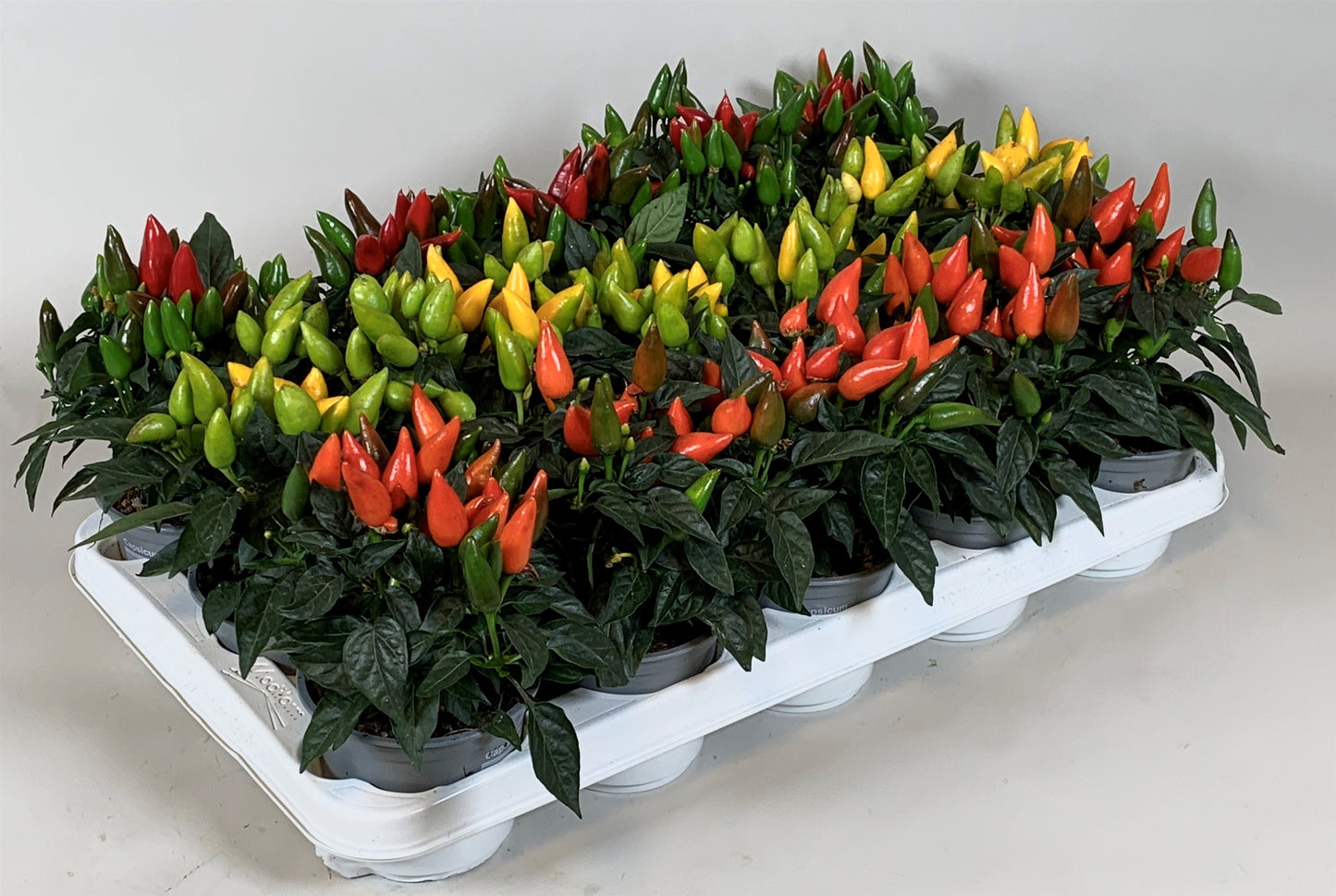 Kap-Tiegelaar. Kwekerij Capsicum ann. Salsa mix Pack of 15