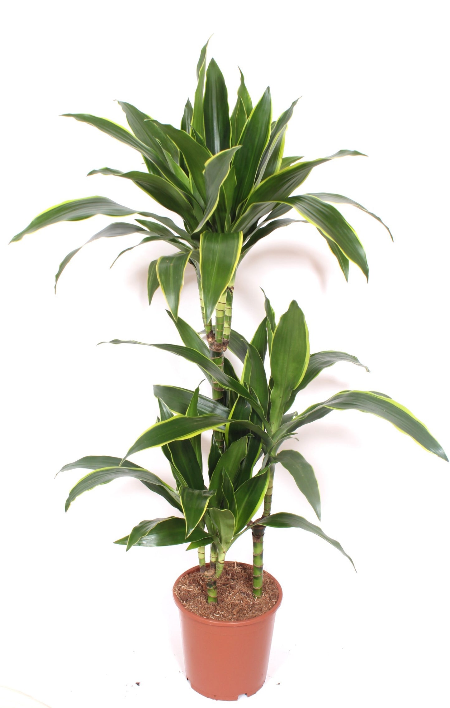 Dracaena frag. Arturo 120cm 21cm Pot