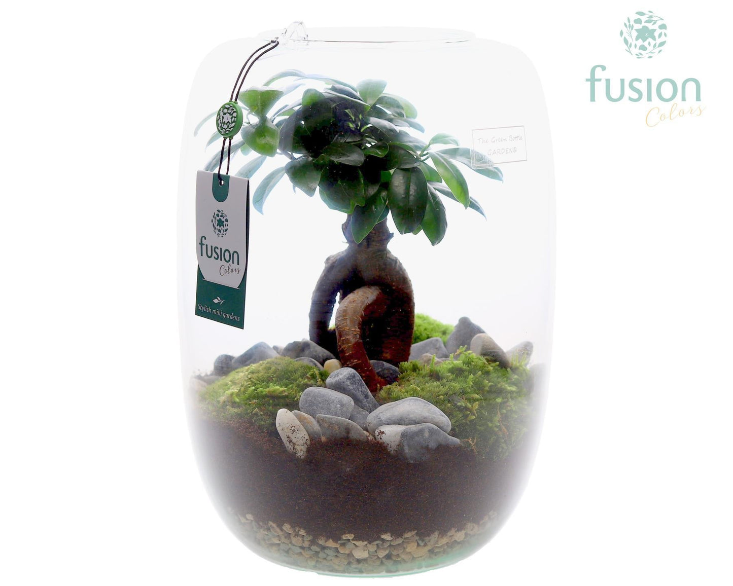 Ficus Ginseng in glass 29cm 23cm Pot
