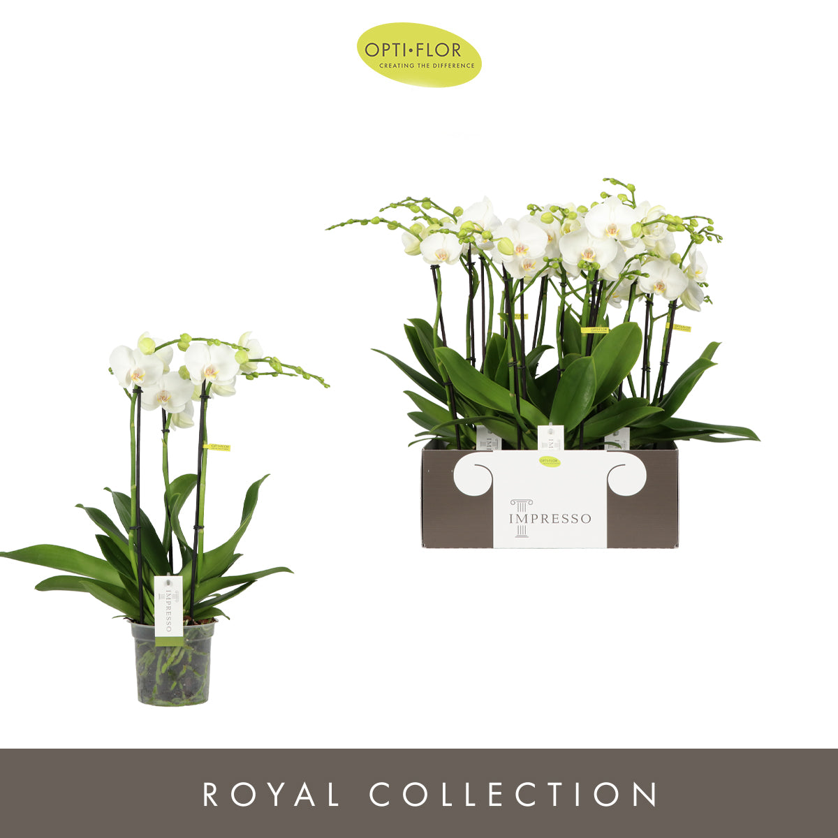 Phalaenopsis Impresso white 60cm 15cm Pot