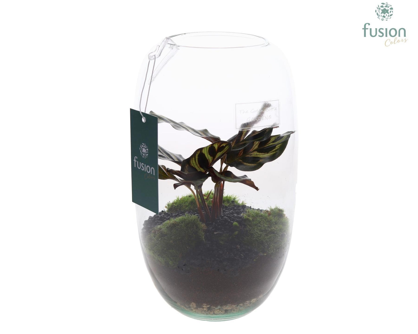 Green Bottle Isabella Medium met Calathea 25cm 15cm Pot