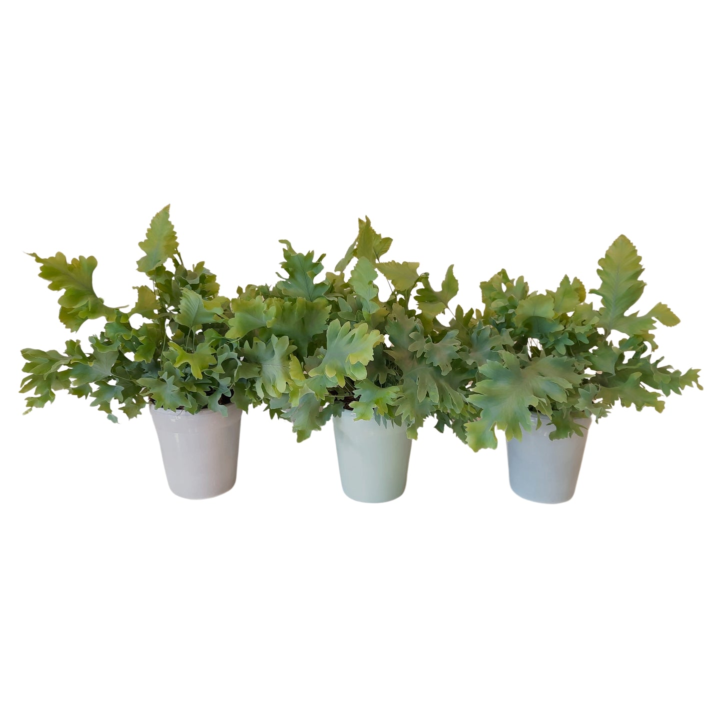 Phlebodium Davana 20cm 9cm Pot