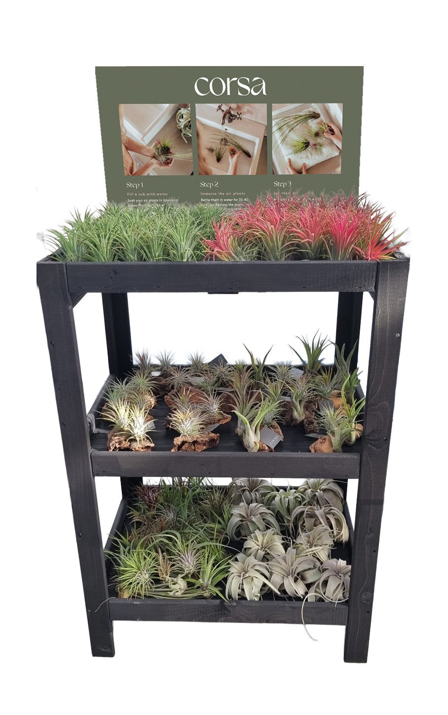 Tillandsia cyanea 54cm Pot