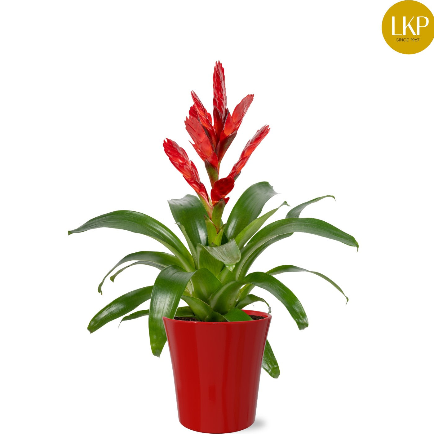 Vriesea Venga 45cm 13cm Pot