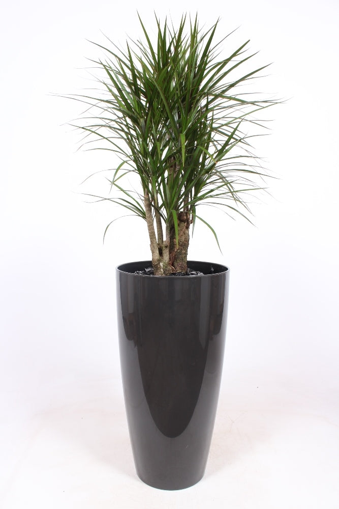 Dracaena marginata 150cm 33cm Pot