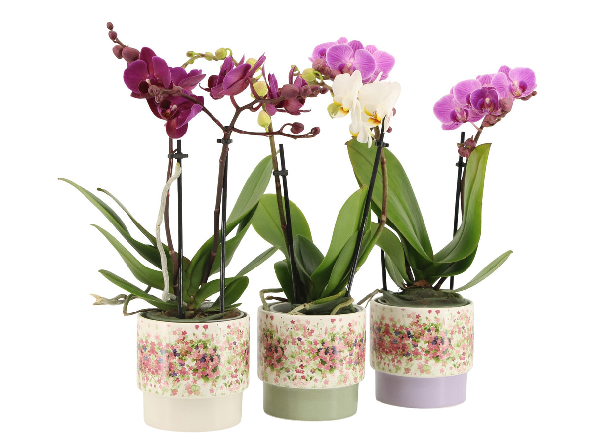 Phalaenopsis mix 35cm 9cm Pot