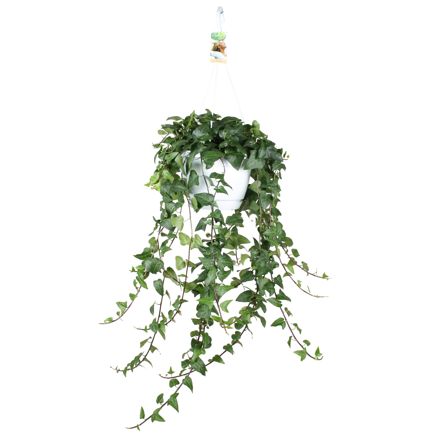 Vireo-Hedera plant BV Hedera helix Mein Herz Pack of 1