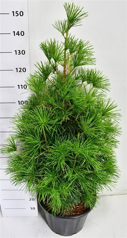 Bloemenkampen BV, Hkw. de Sciadopitys verticillata Pack of 1