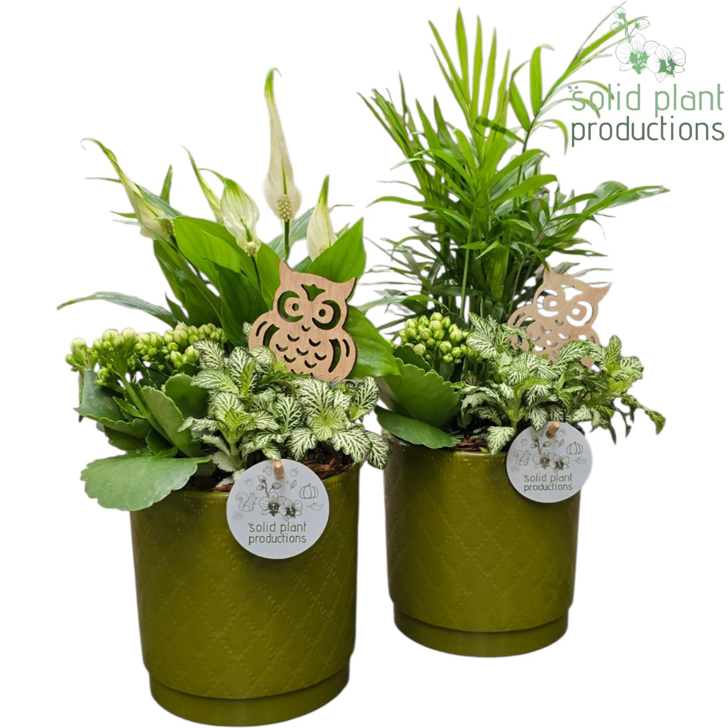 Solid Plant Productions SC001 Amy Green White Mix Pack of 6