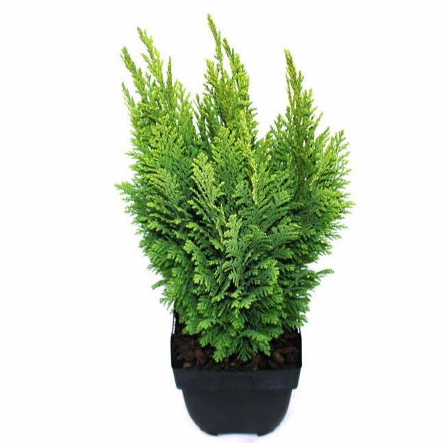Chamaecyparis Ellwood's Empire 60cm 17cm Pot