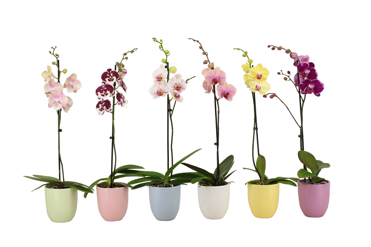 Phalaenopsis mix 60cm 12cm Pot