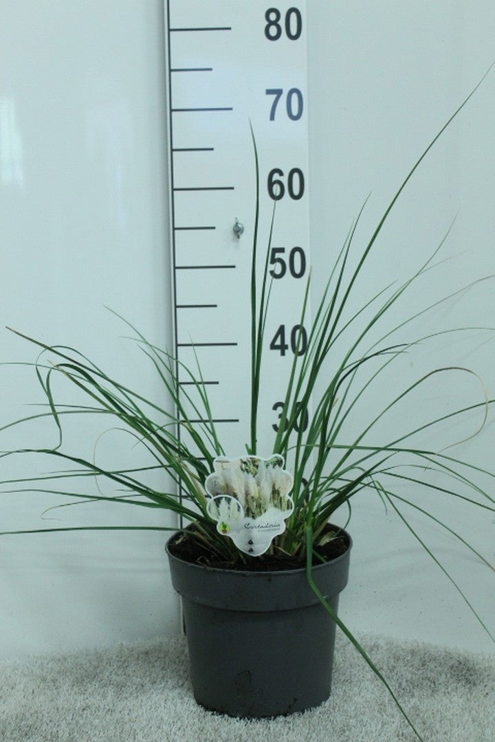 Cortaderia selloana 50cm 23cm Pot