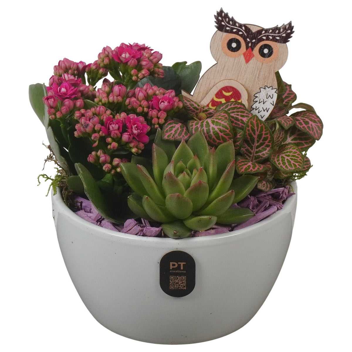 Indoor arrangement 16cm 14cm Pot