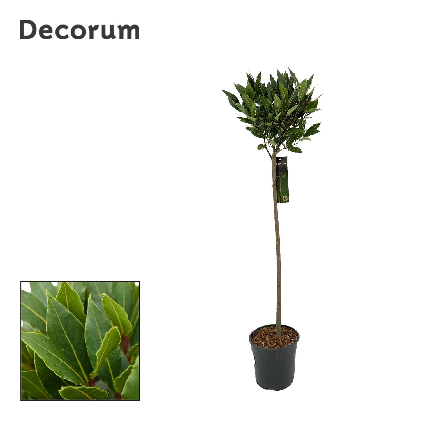 Laurus nobilis 120cm 20cm Pot
