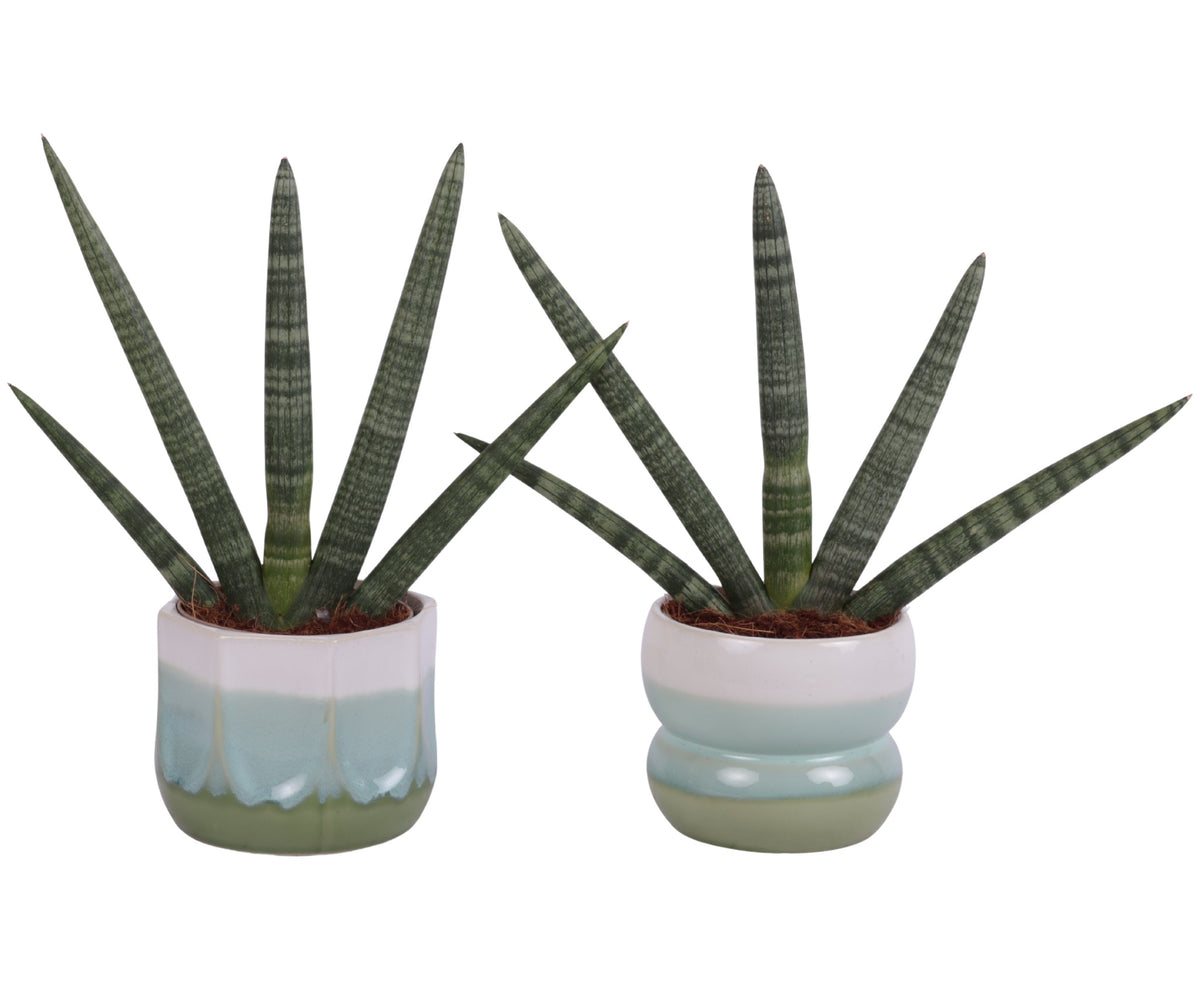 Sansevieria cyl. Handshake 45cm 15cm Pot