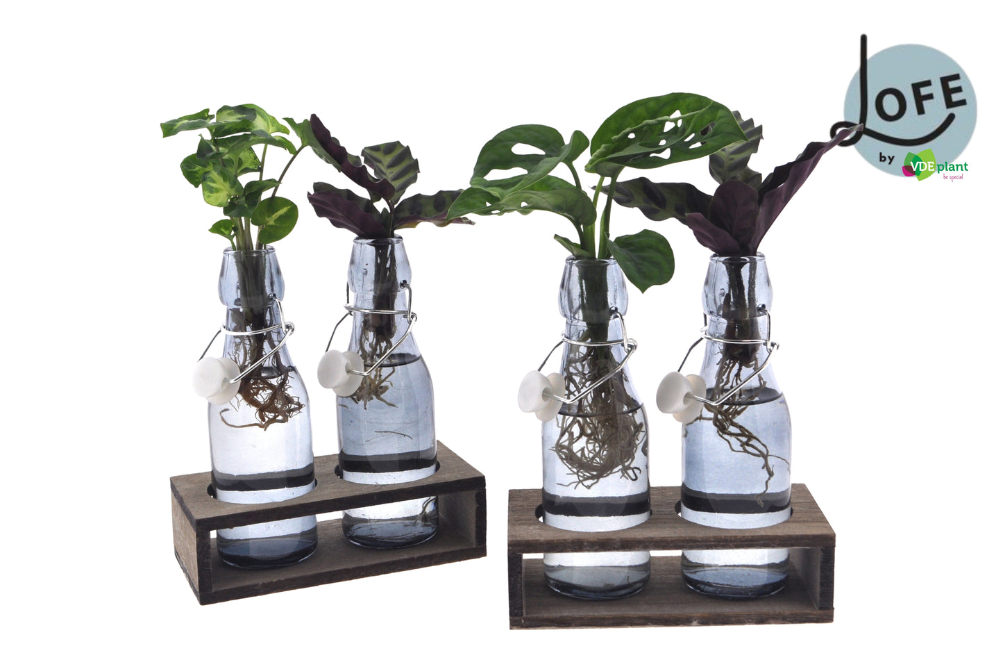 Foliage houseplants mix 25cm 7cm Pot