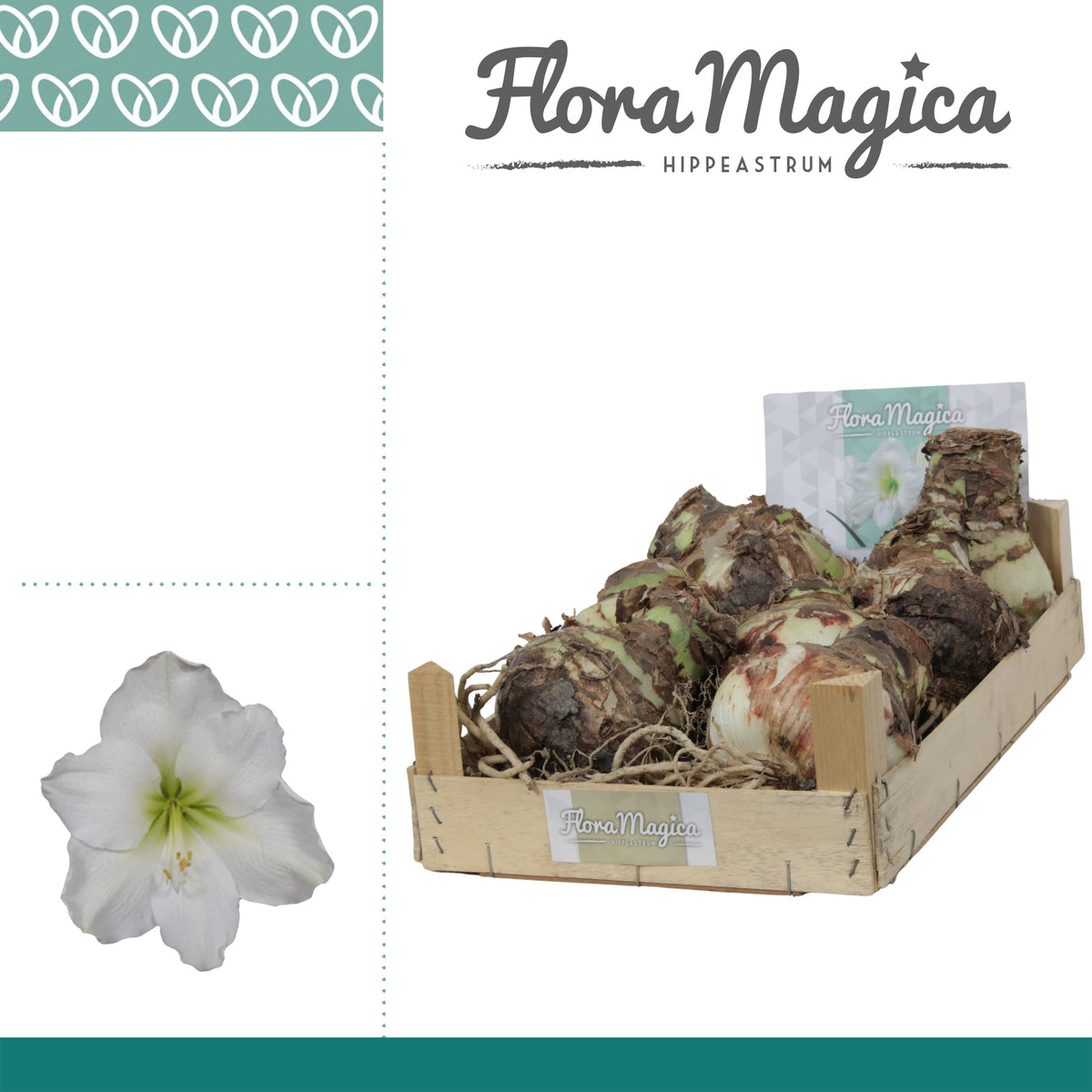 Hippeastrum (dry bulb)