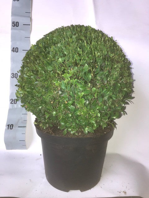 Buxus sempervirens ball 48cm 23cm Pot