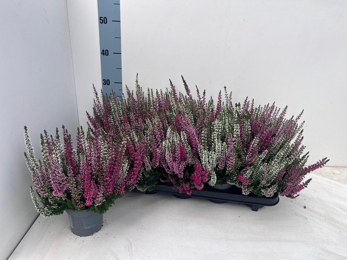 Calluna Beauty Ladies Ametie trio 22cm 10.5cm Pot