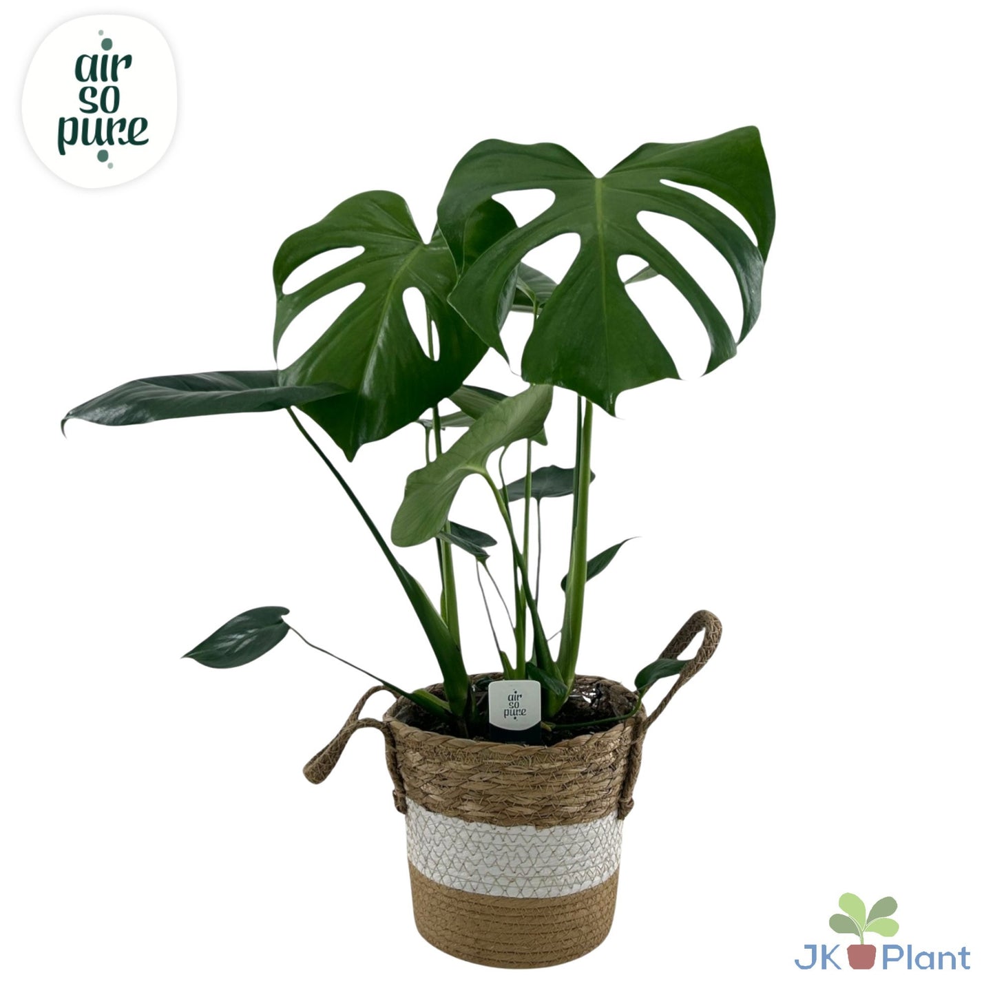 Monstera deliciosa 55cm 19cm Pot