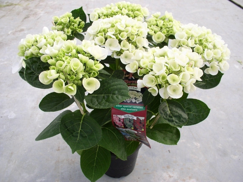 Hydrangea macr. Hovaria Holibel 40cm 14cm Pot