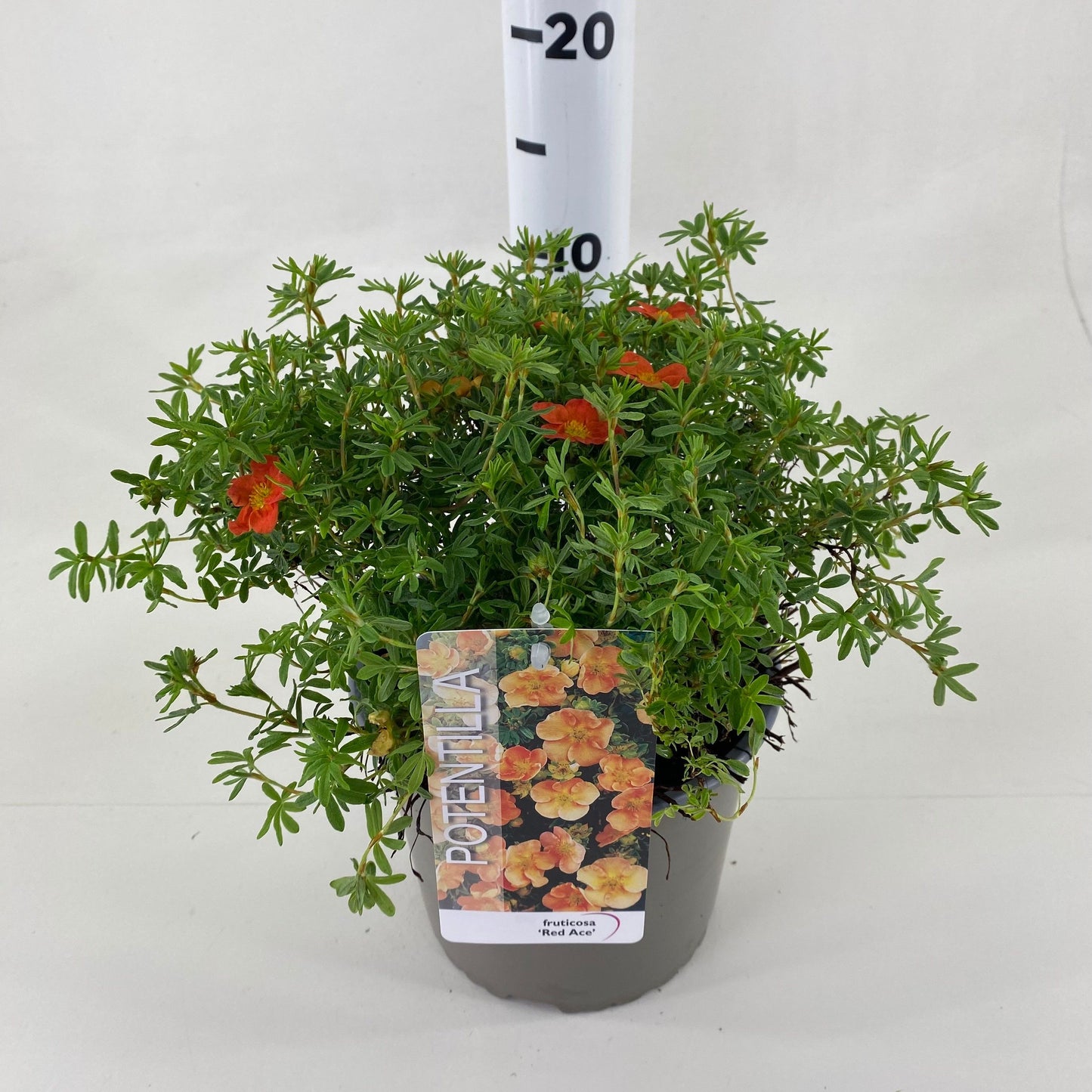 Potentilla frut. Red Ace 20cm 19cm Pot