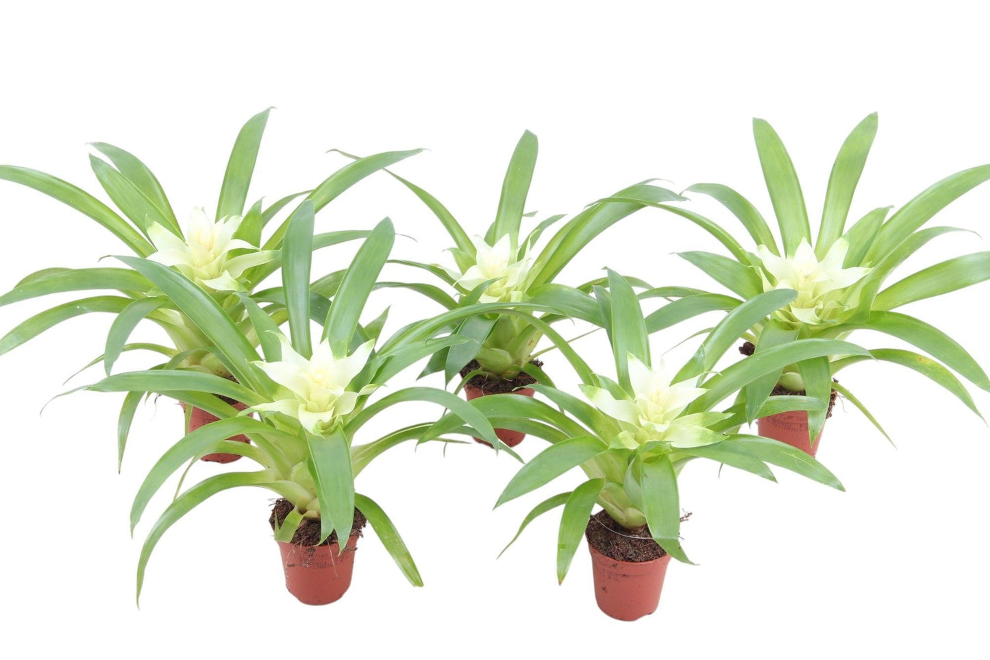 Guzmania Evelien 15cm 5.5cm Pot