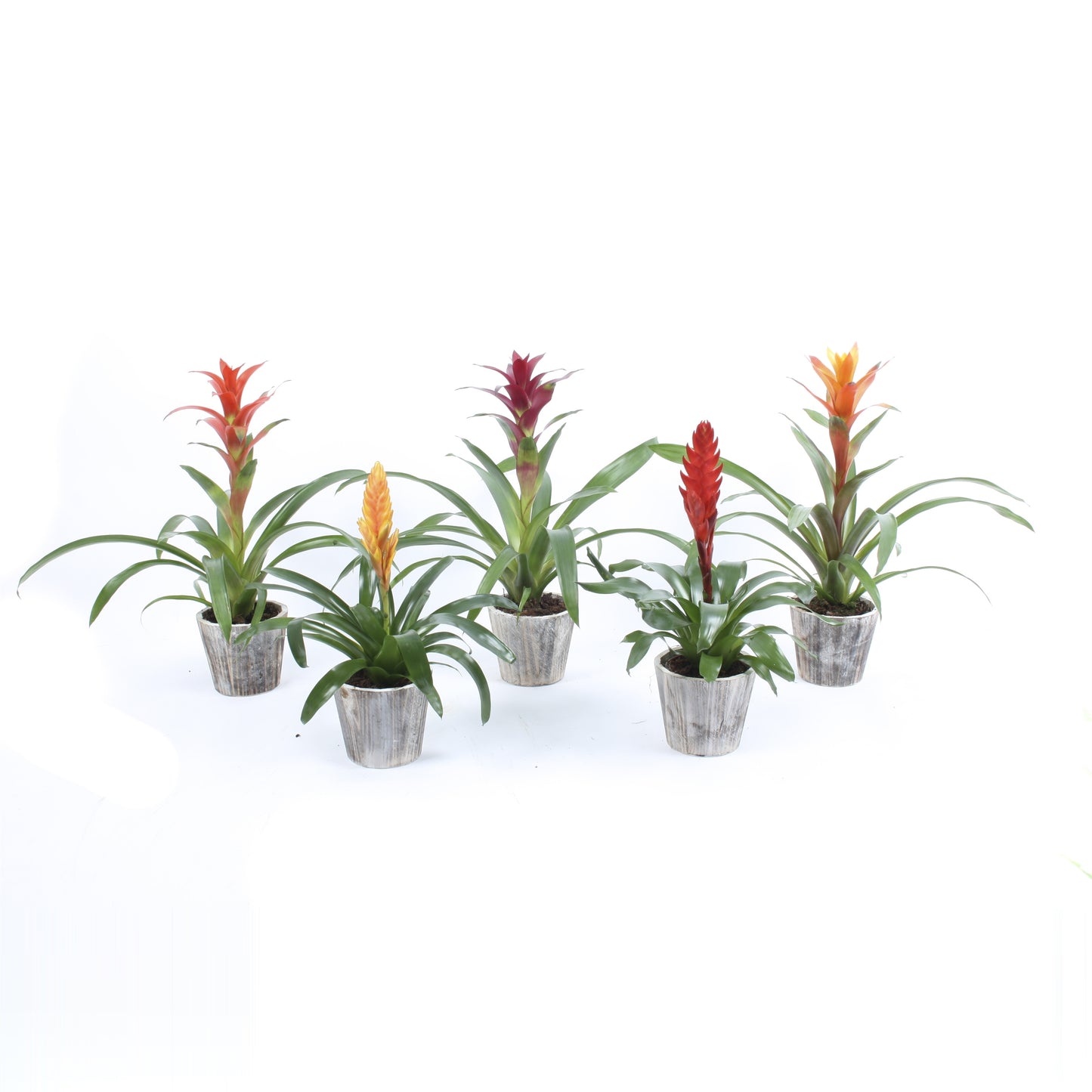 Bromelia mix 40cm 13cm Pot