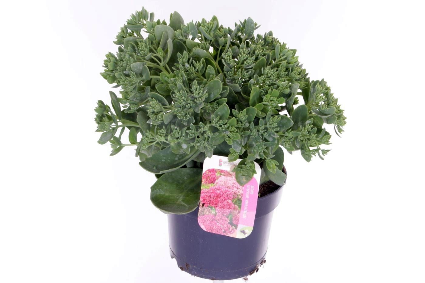 Sedum Herbstfreude 35cm 17cm Pot