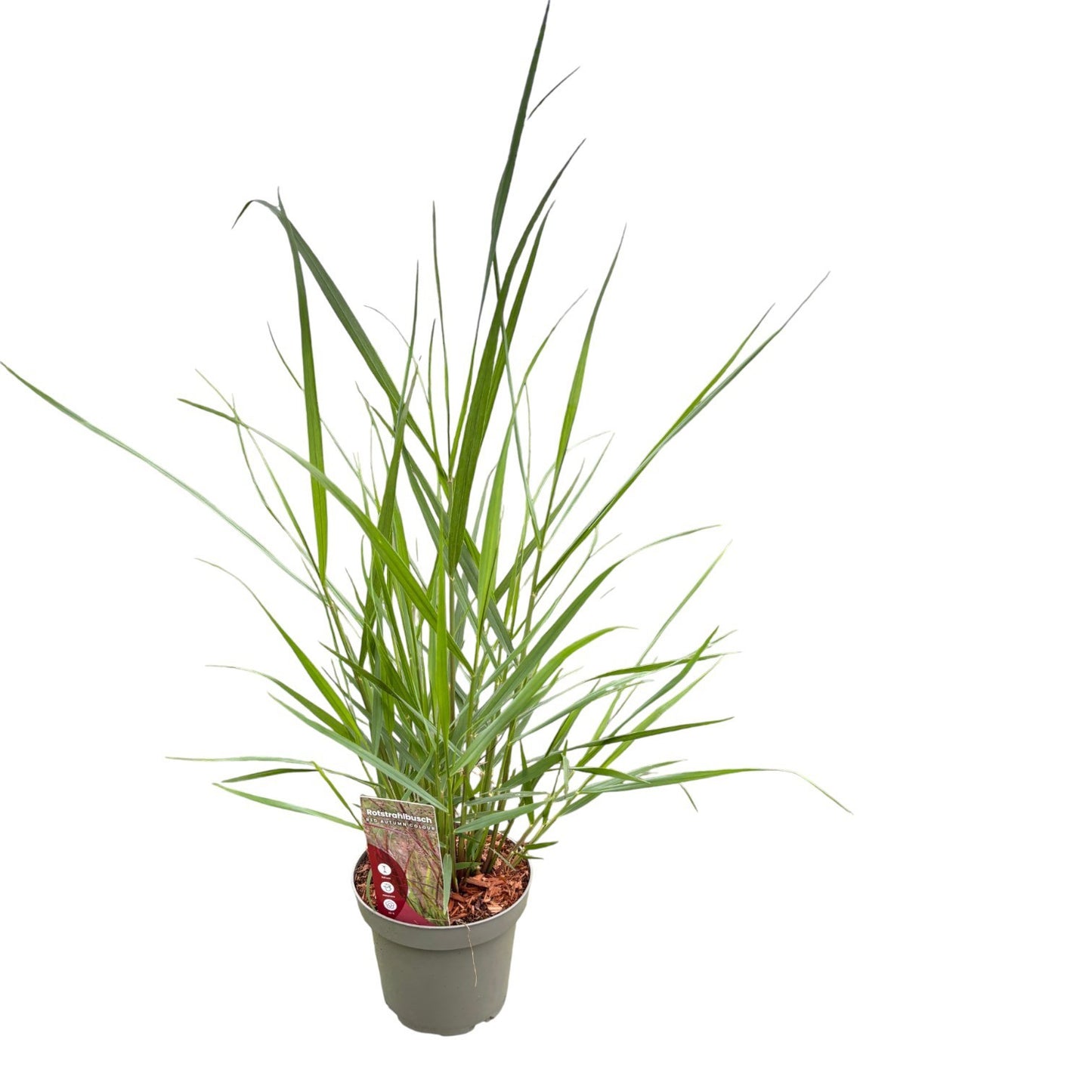 Panicum virgatum 50cm 14cm Pot