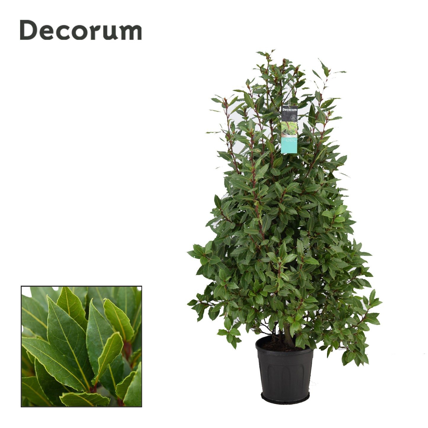 Laurus nobilis 130cm 25cm Pot