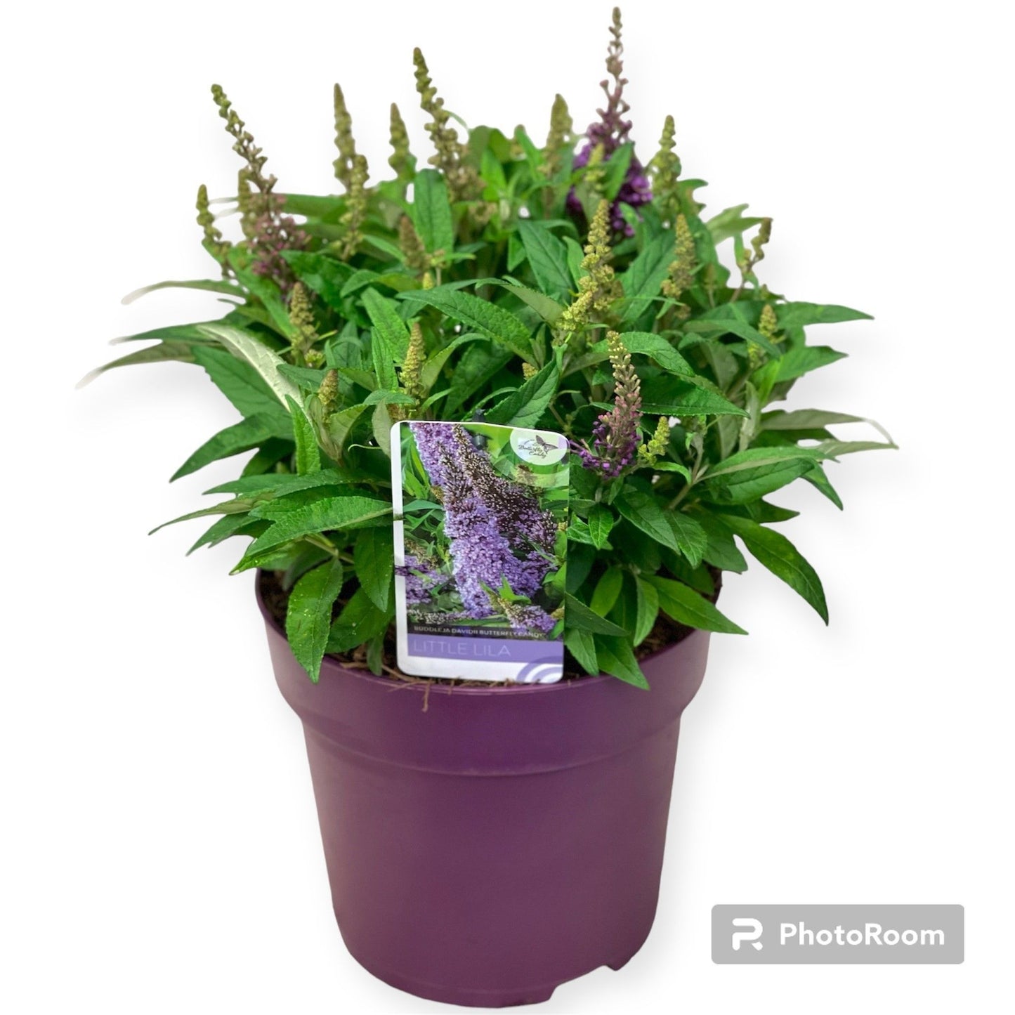 Buddleja Butterfly Candy Little Lila 60cm 23cm Pot