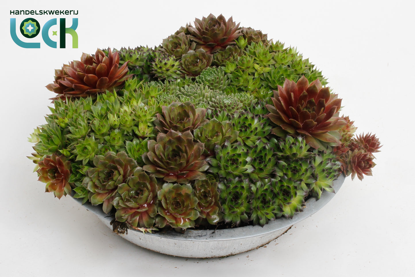 Arrangement Sempervivum 15cm 29cm Pot