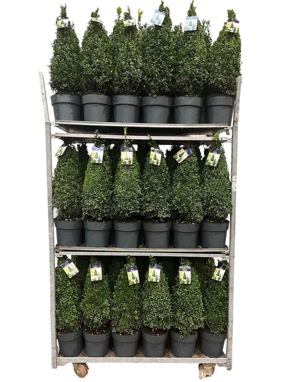 Buxus sempervirens ball 70cm 23cm Pot