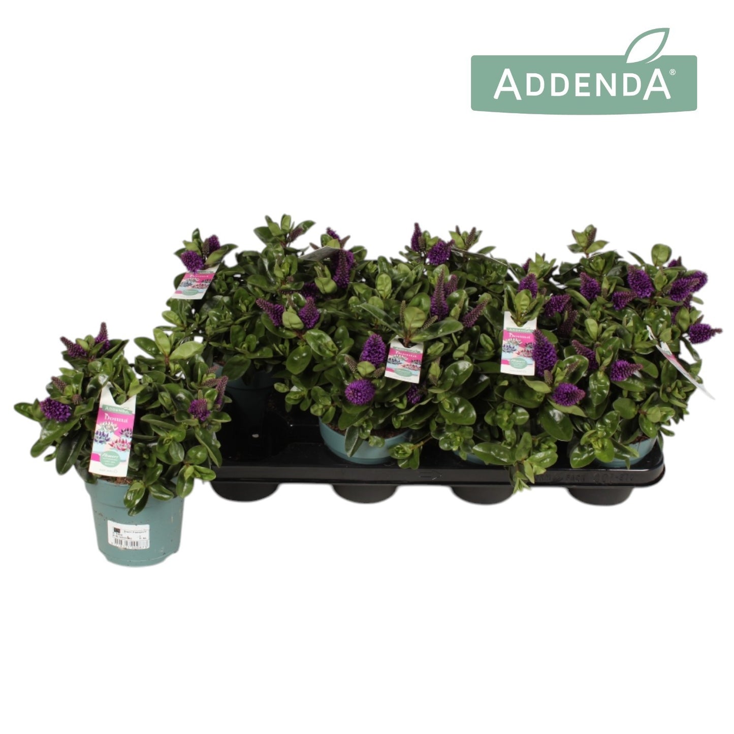 Hebe Hebedonna Alexa 28cm 12cm Pot