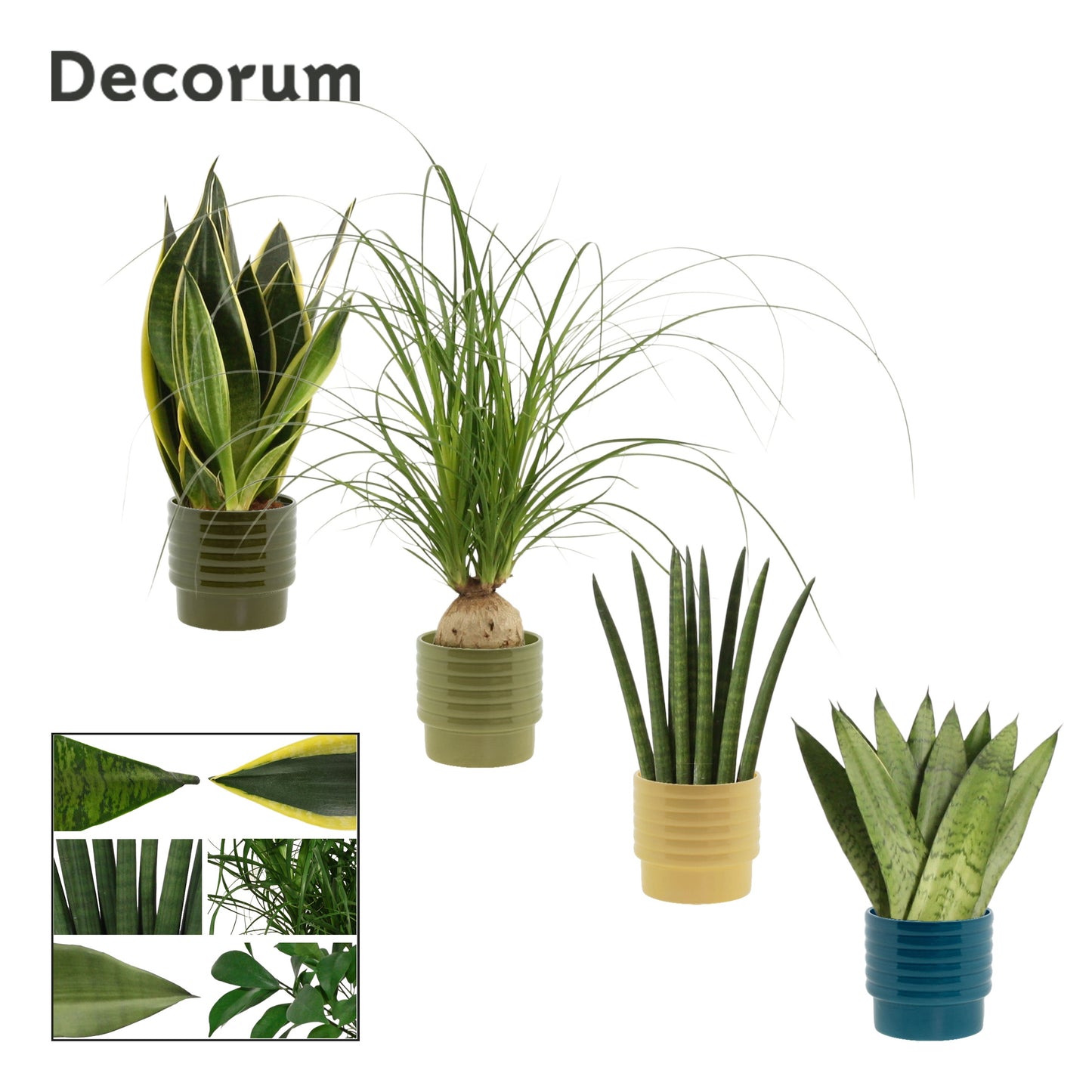 Foliage houseplants mix 20cm 9cm Pot