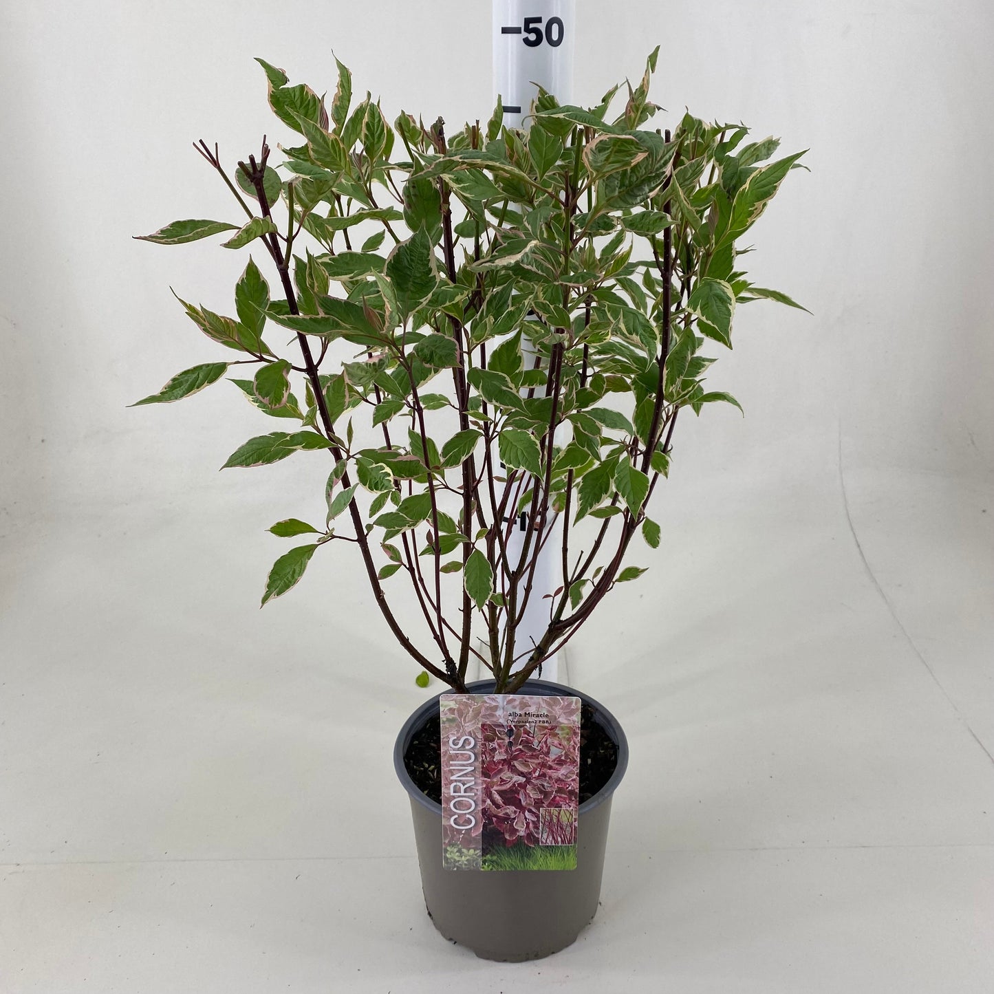 Leon van Lint B.V. Cornus alba Miracle Pack of 1