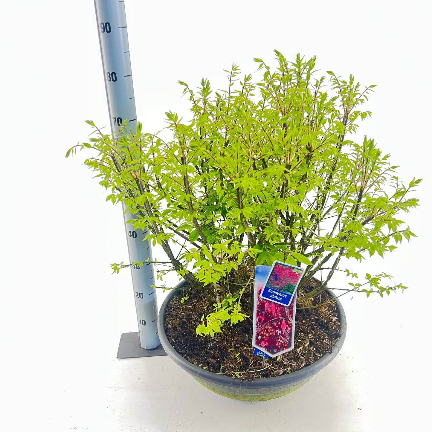 Euonymus jap. Gold Girl 60cm 50cm Pot