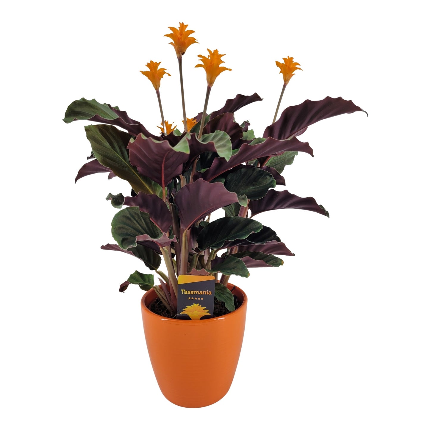 Calathea Tassmania 40cm 15cm Pot