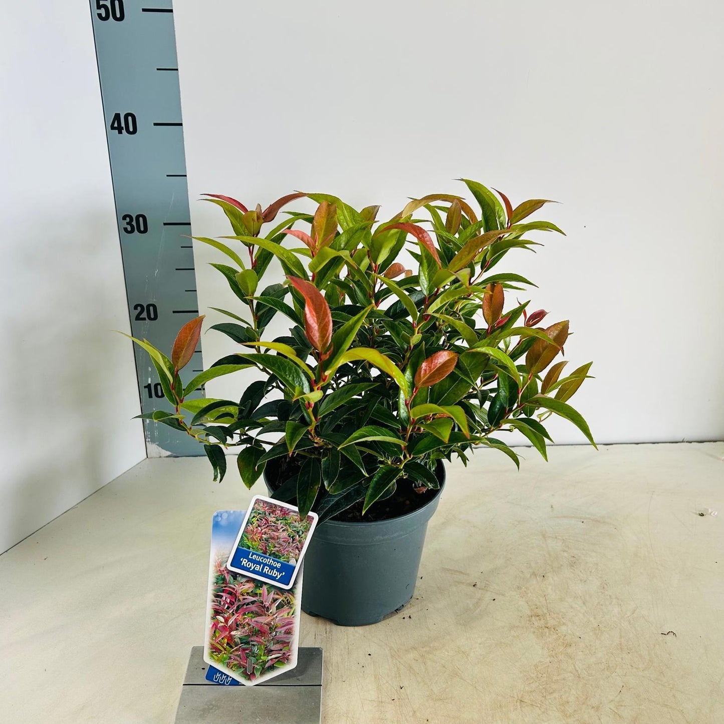 Leucothoe keiskei Royal Ruby 30cm 17cm Pot