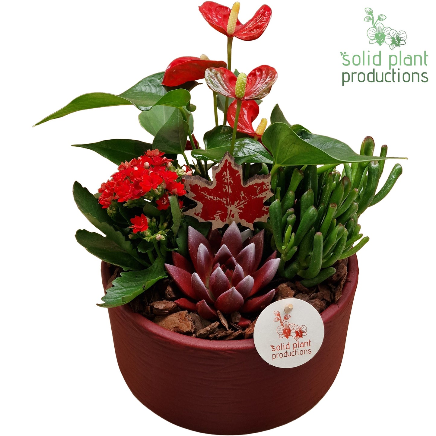 AE004 Stella Red Echeveria 40cm 22cm Pot