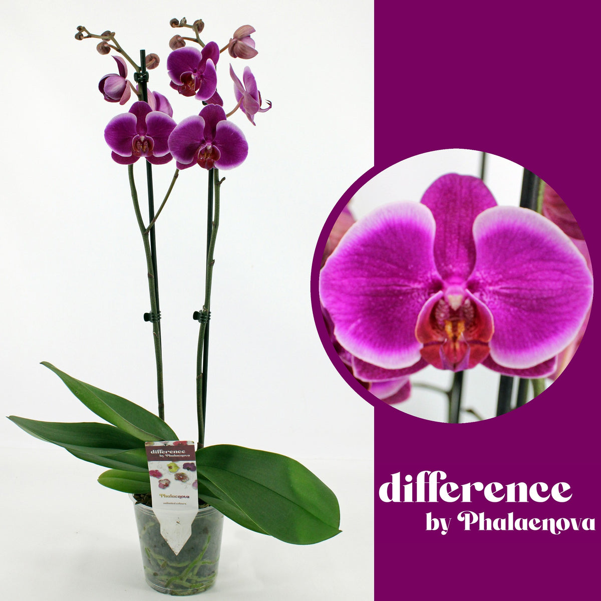 Phalaenopsis Durban 60cm 12cm Pot