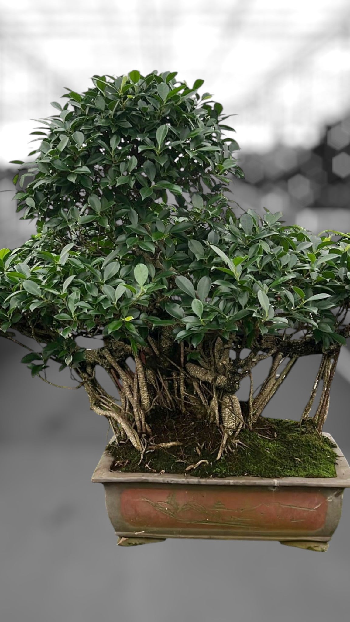Bonsai Mix 100cm 50cm Pot