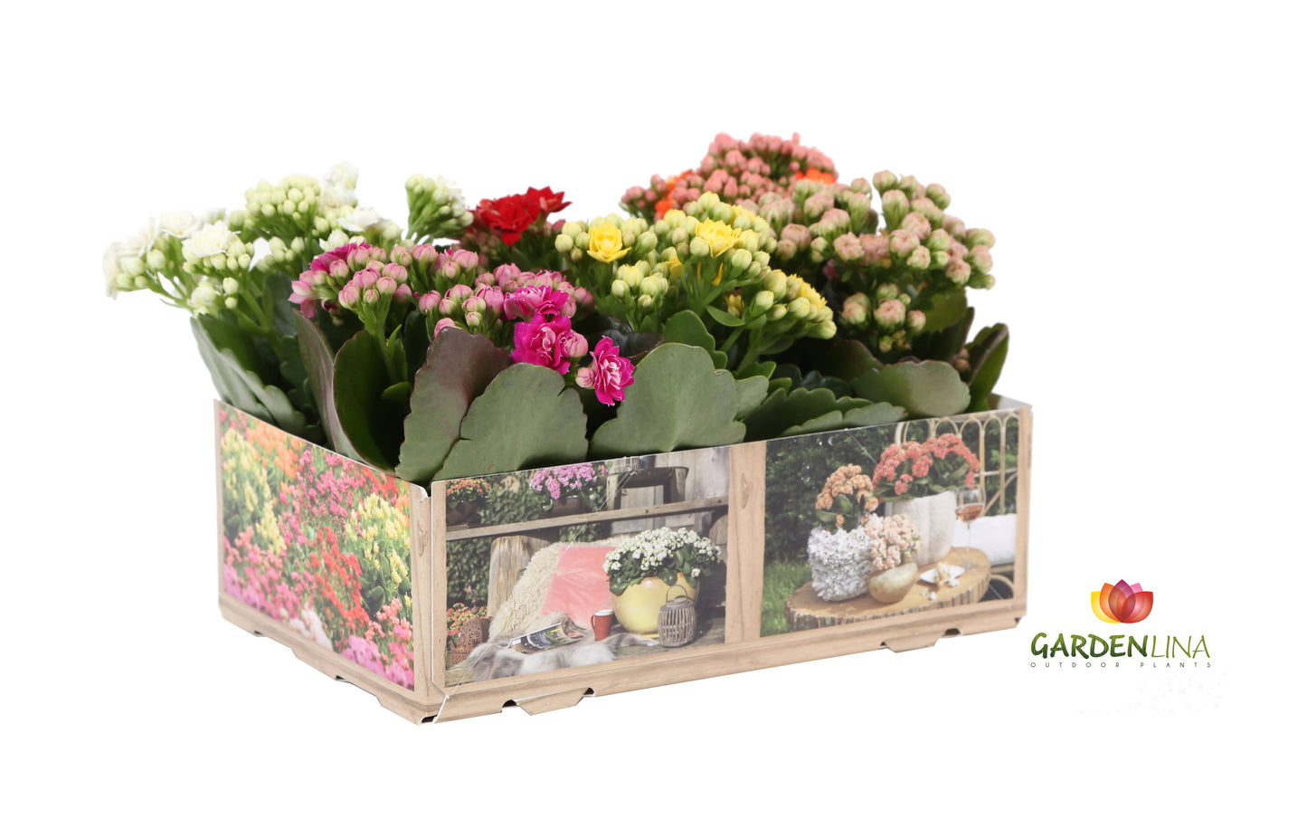 Kalanchoe double Gardenlina mix 12cm 6cm Pot