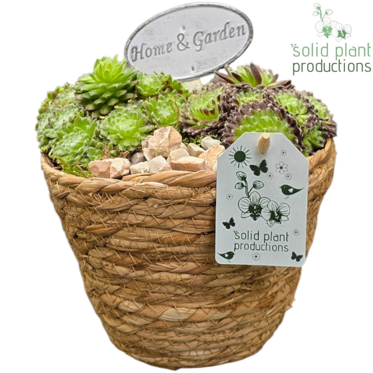 SMP042 Luca Basket Sempervivum 12cm Pot