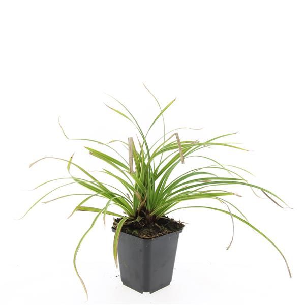 Carex morrowii Ice Dance 5cm 9cm Pot