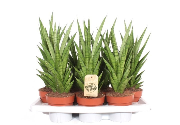 Fachjan BV Sansevieria cylindrica Pack of 7