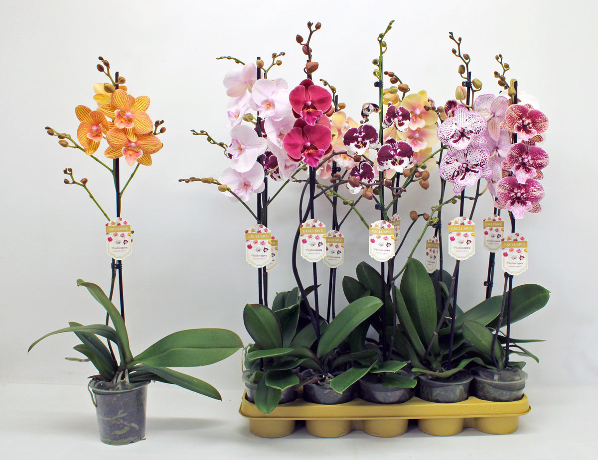 Phalaenopsis mix 10 colors 65cm 12cm Pot