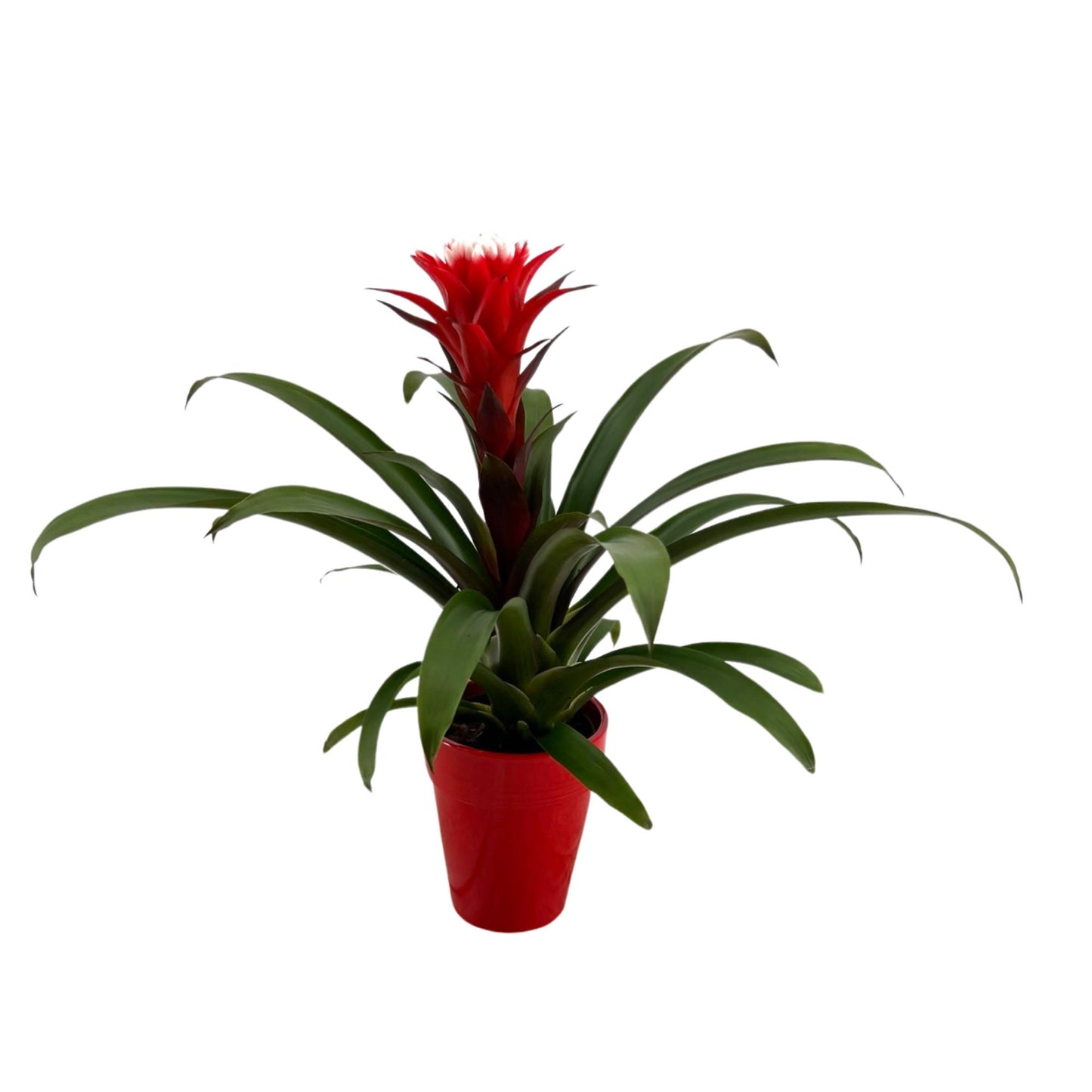 Guzmania Hope 40cm 13cm Pot